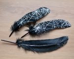 Перья Черные с паутиной 15-19 см, 1шт. 