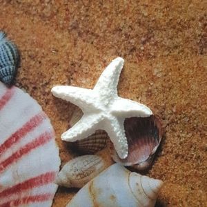 Морская звезда 4х4 см, мод. пластик / ПД104 ― Творча майстерня ДекоПарк